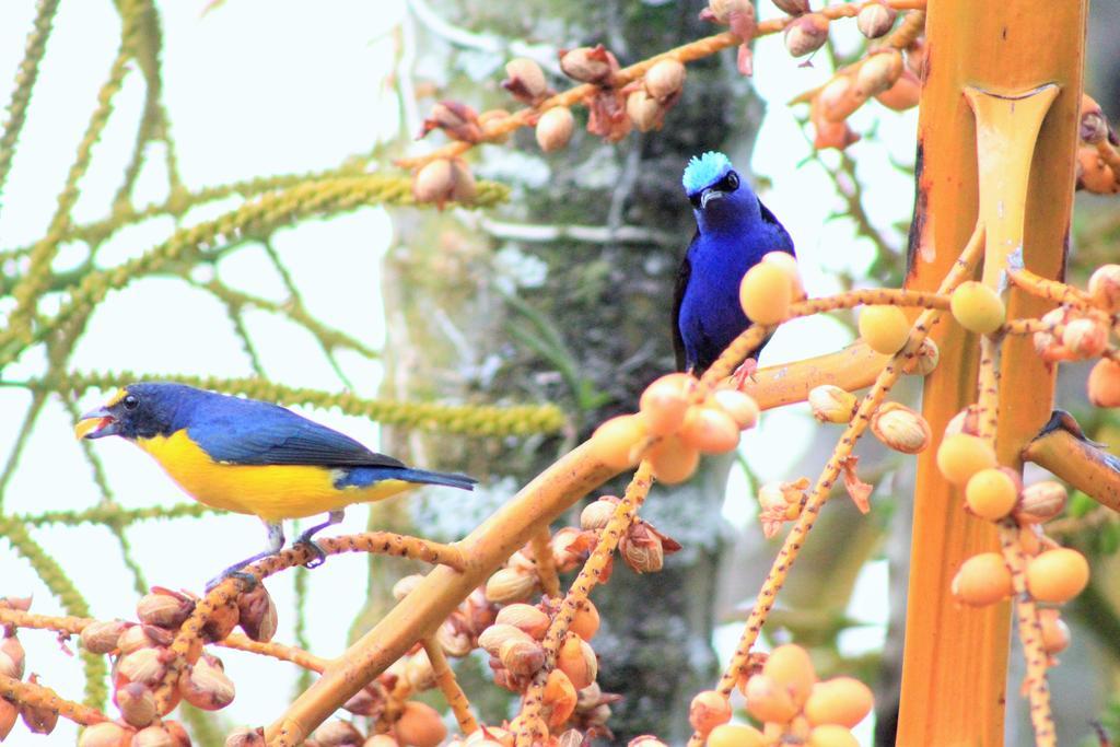 Hotel Monte Real La Fortuna Kültér fotó