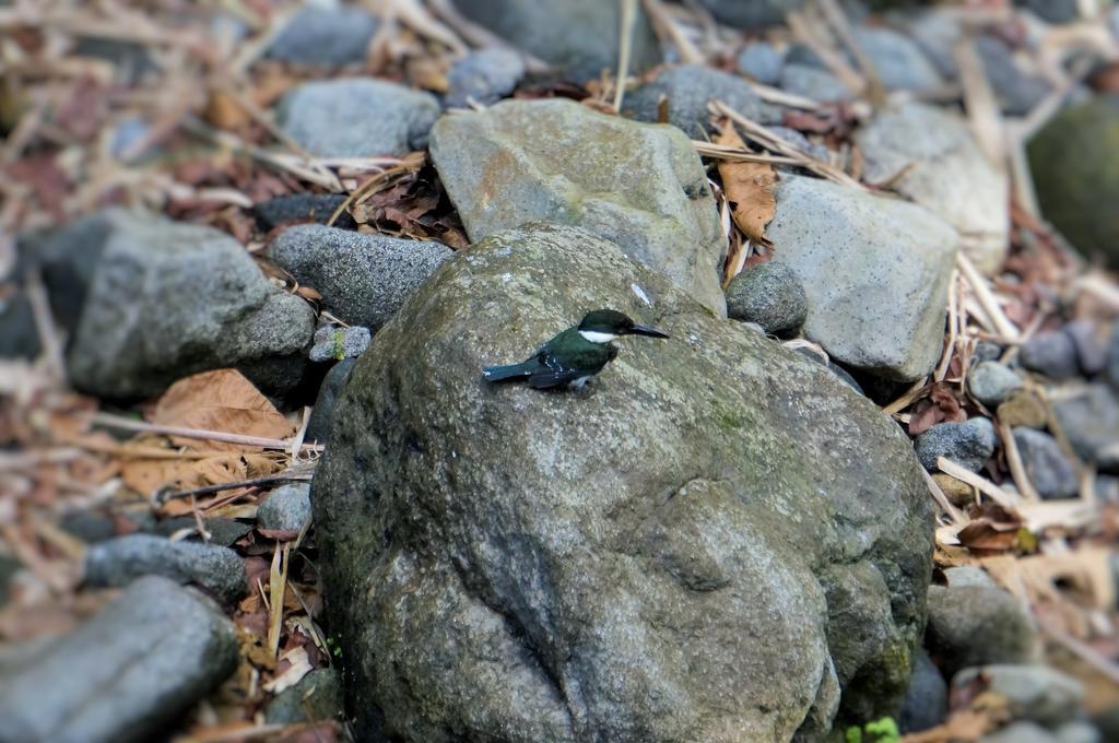 Hotel Monte Real La Fortuna Kültér fotó